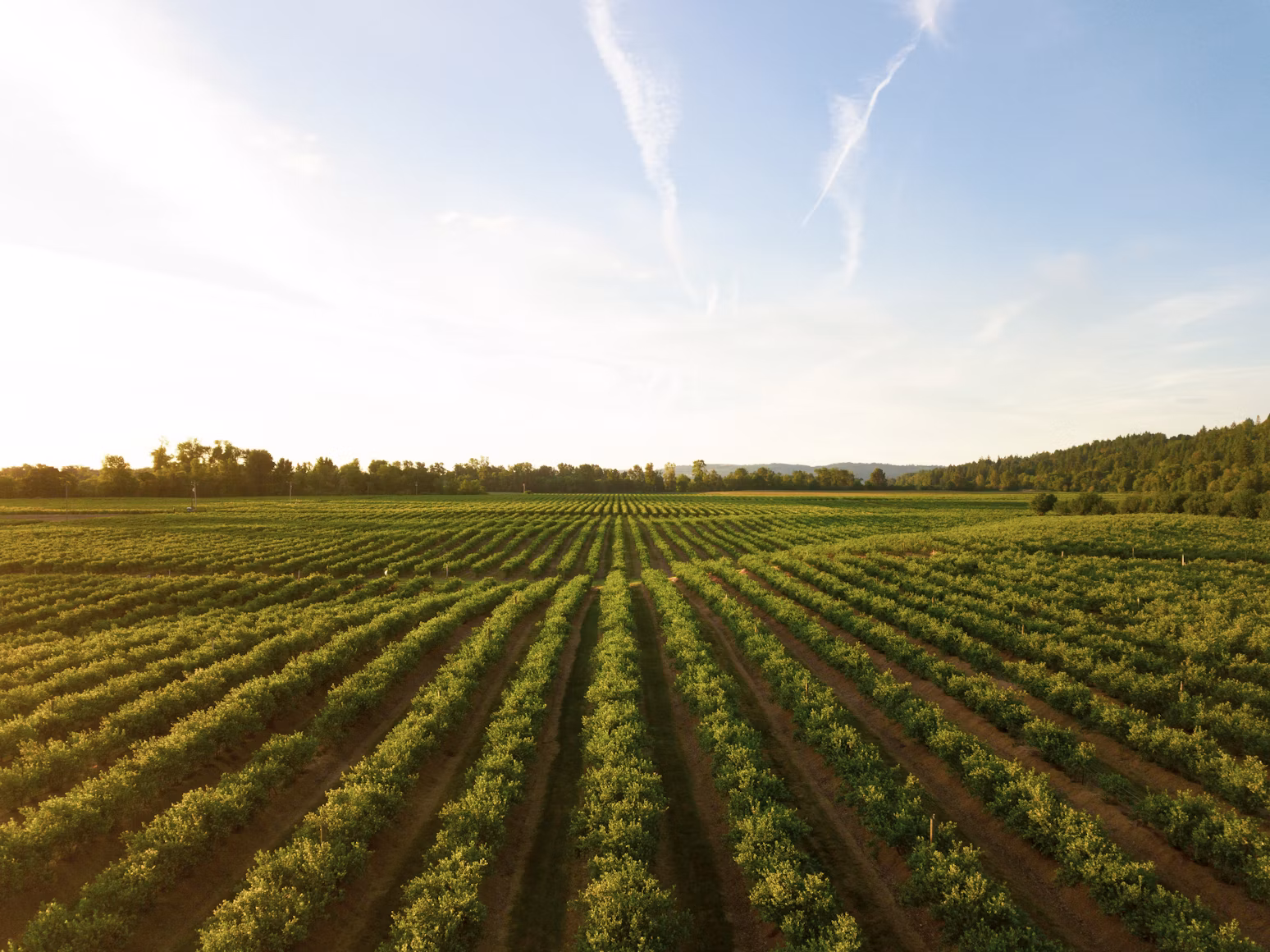 Plantation & Agriculture
